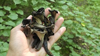 В Челябинской области начали сбор редких грибов — черных лисичек