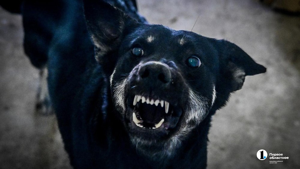 Школьнику из Красноармейского района выплатят компенсацию за нападение собаки