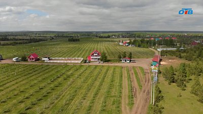 Тысяча гектаров вкуса: Григорьевские сады кормят Россию и зарубежье