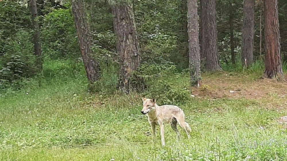 Волк забрал у туристов сумку с продуктами в селе в Челябинской области