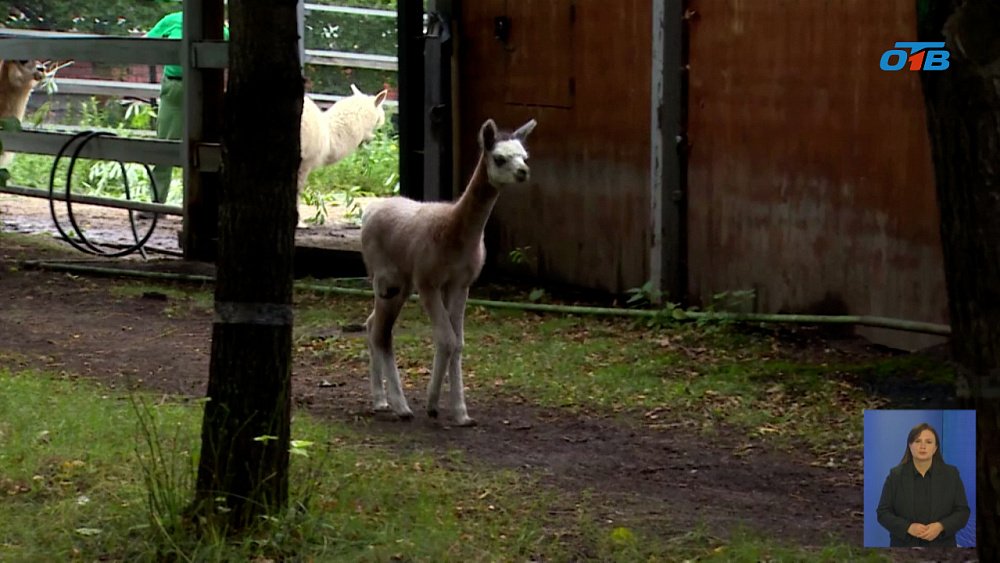 В Челябинском зоопарке родился малыш-альпака