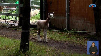 В Челябинском зоопарке родился малыш-альпака