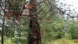 Пересохшие в нацпарке «Зигальга» родники ожили после ливней