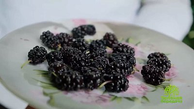 Можно ли вырастить шелковицу на Урале?