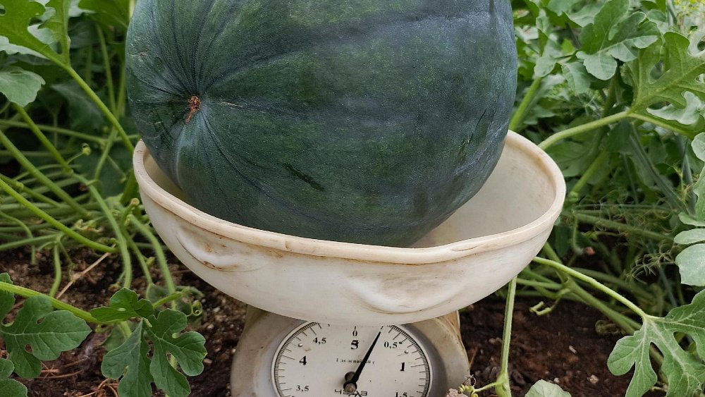 Садовод из Челябинской области этим летом вырастила богатый урожай арбузов