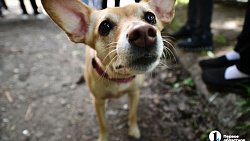 В Челябинске из-за халатности управляек двухэтажки на ЧТЗ списали под реновацию