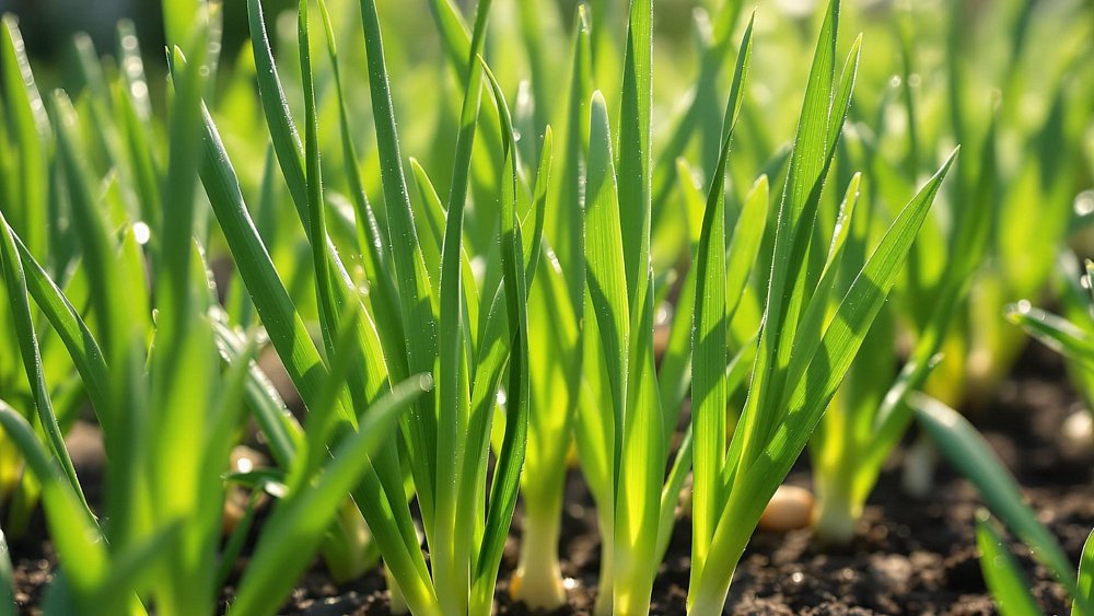 Природные антисептики содержатся в зеленом луке