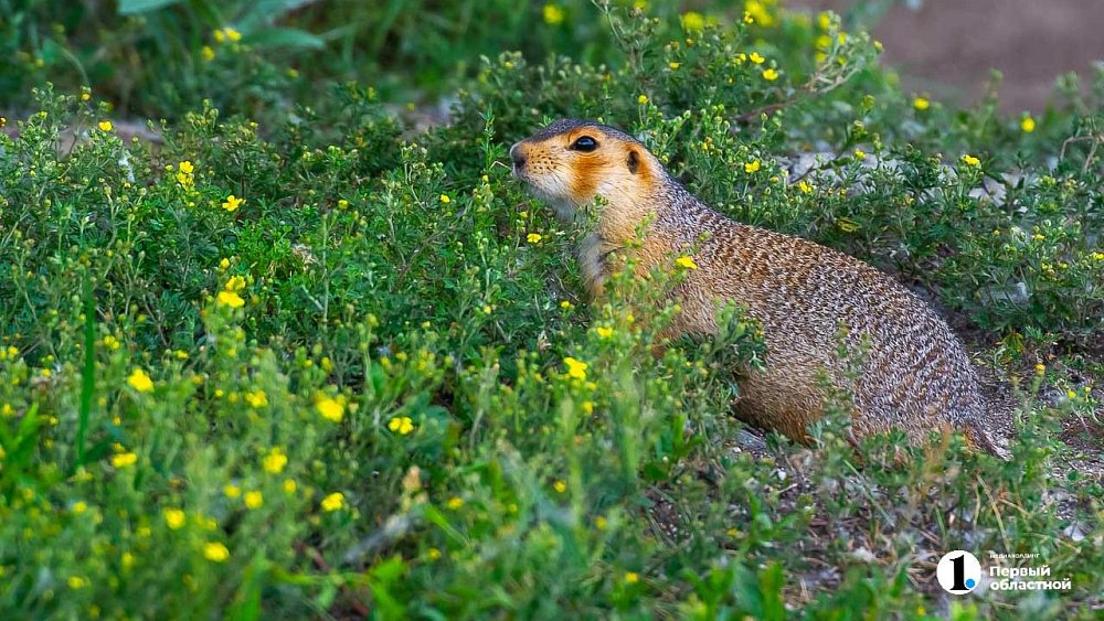 Диких животных в Челябинской области считают по следам, норам и голосам