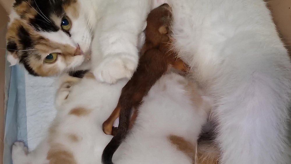 В челябинском приюте кошка усыновила крошечного бельчонка