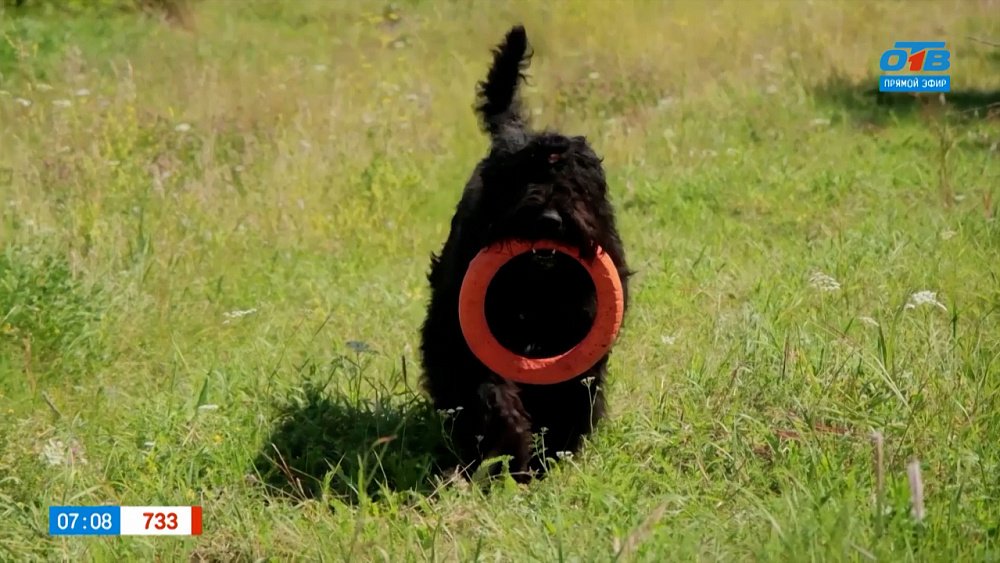 Русский черный терьер в рубрике «Усы, лапы и хвост»