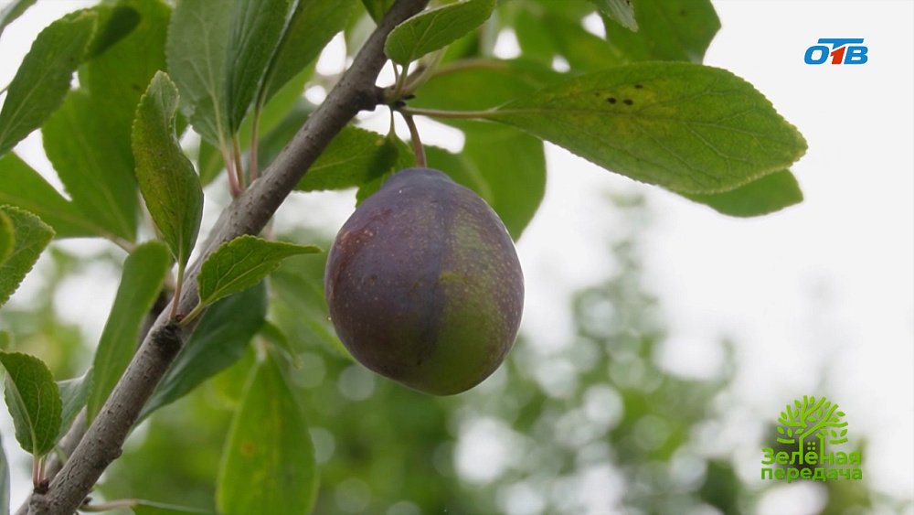 Середина лета — собираем урожай и боремся с врагами сада