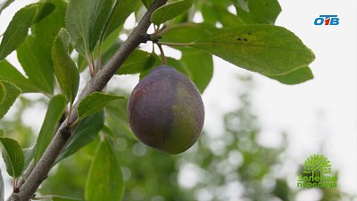 Середина лета — собираем урожай и боремся с врагами сада