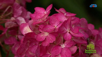 Как выбрать декоративные растения для красивой композиции