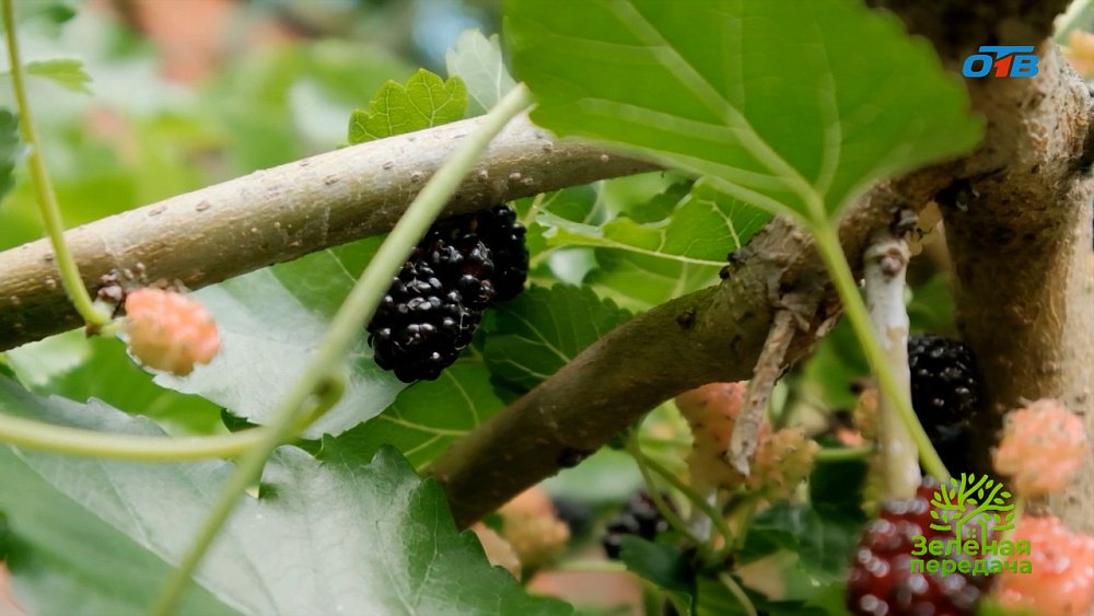 Шелковицу можно вырастить в уральских садах 