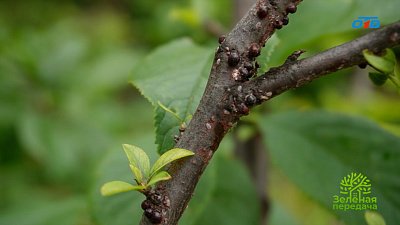 Щитовка — вредитель, поражающий косточковые культуры