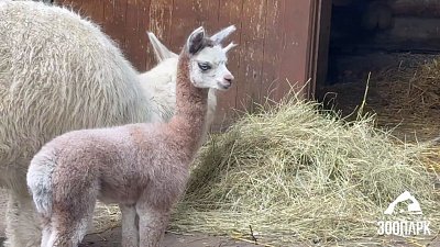 В Челябинском зоопарке рассказали про характер детеныша альпака