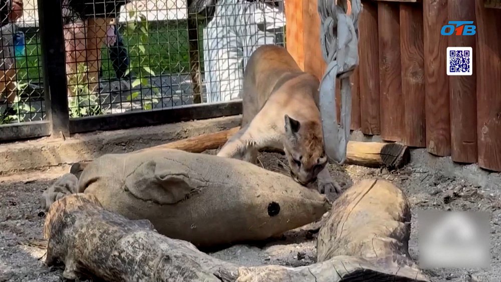 Студенты смастерили игрушки для пумы