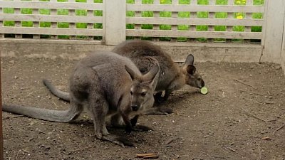 Как выбирали имена кенгуру в Озерске?