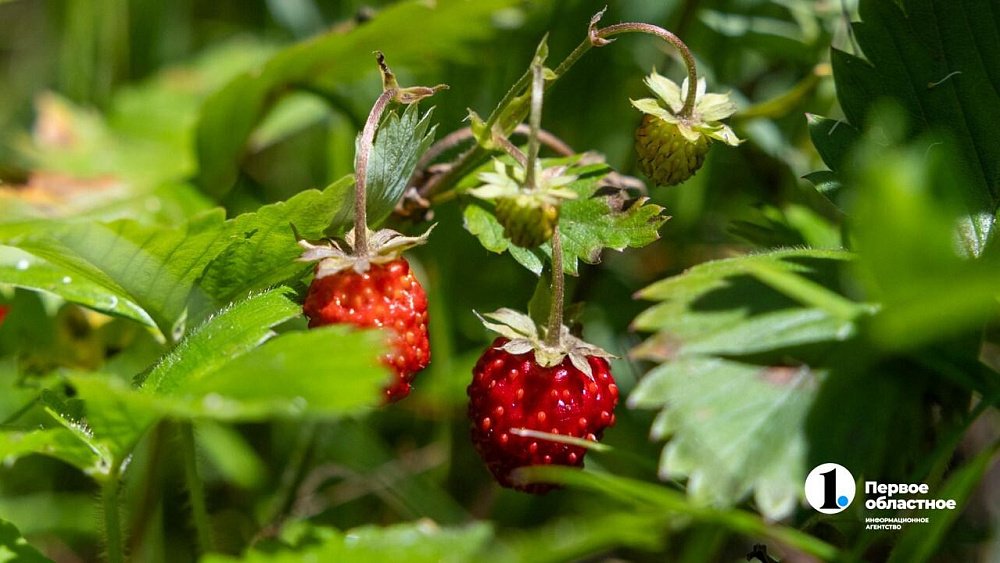 Росатом накормит своих сотрудников дикоросами