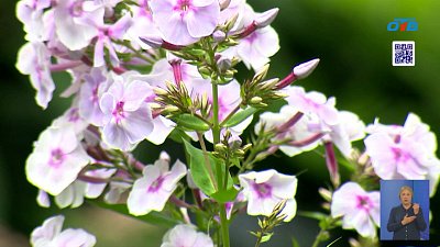 Челябинка превратила участок в цветущий рай