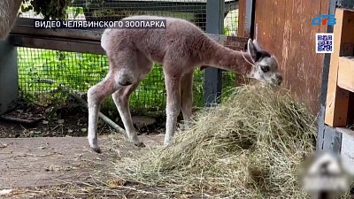 В Челябинском зоопарке подрастает альпака Емеля