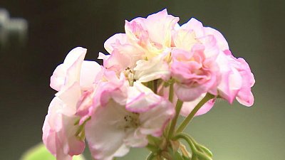 Как превратить дачный участок в цветочный рай?