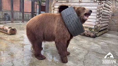 В Челябинском зоопарке медведю Малышу подарили новую шину