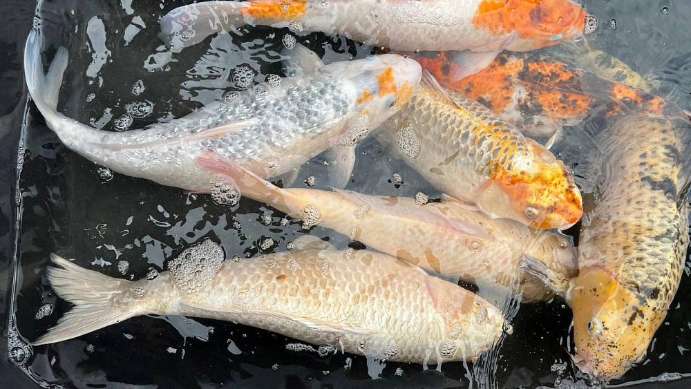 В озере магнитогорского «Притяжения» поселились японские карпы