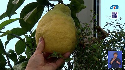 Жительница Нязепетровска вырастила на участке папайю