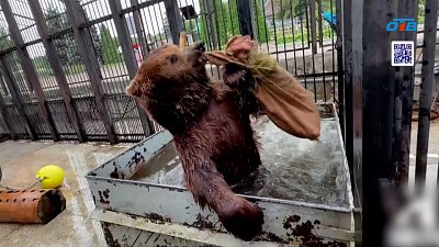 В Челябинском зоопарке медведь Малыш получил новые игрушки