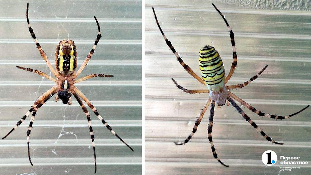 Челябинцев на даче испугал редкий паук