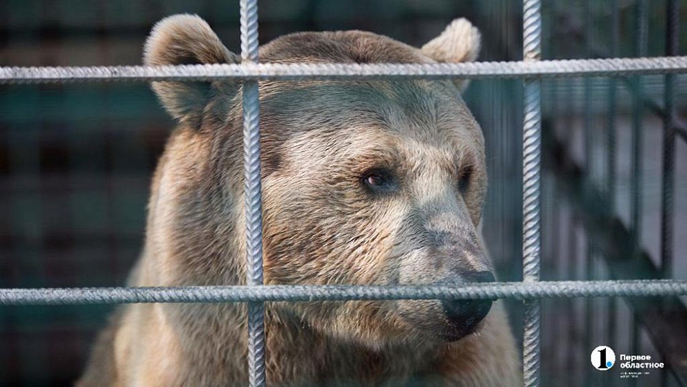 В Трехгорном заметили медведя