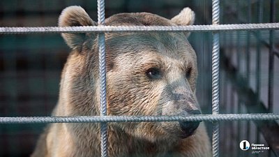 В Трехгорном заметили медведя
