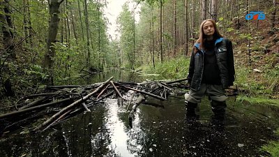 Бобры меняют ландшафт Южного Урала: как человеку с этим жить?