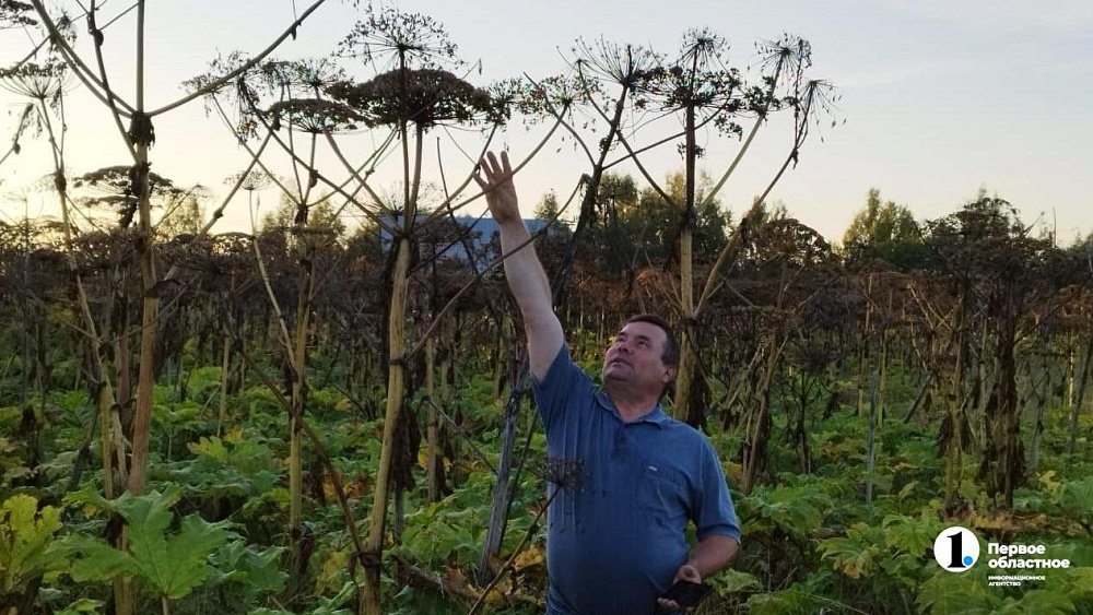 Южноуральцев обяжут бороться с борщевиком на своих участках