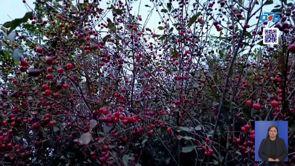 Садоводы жалуются на болезнь вишневых деревьев
