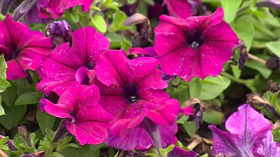 В Челябинске сквер в Металлургическом районе засадили цветами