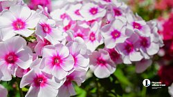 Еткуль дружно встретил фестиваль «Челябинская область — большая семья»