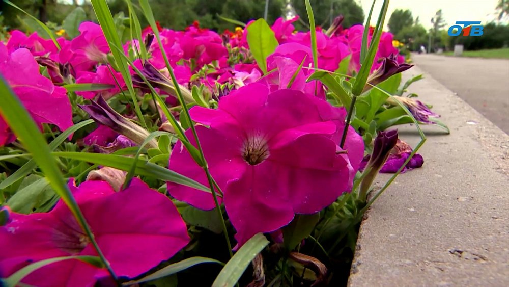 Сквер на Богдана Хмельницкого расцветает