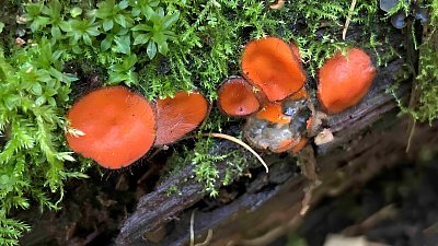 На Таганае обнаружили новый для нацпарка вид грибов-паразитов