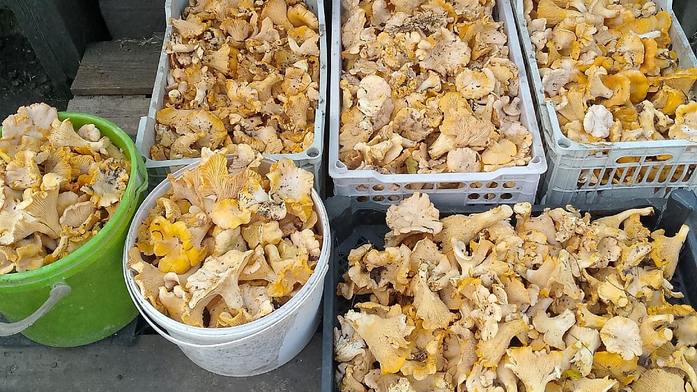 Чешуйчатки, зонтики и скрипуны: в челябинских лесах новая волна грибов