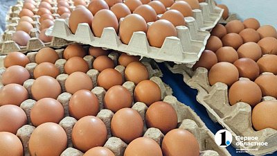 Южноуральские птицефабрики увеличили производство яиц на 4,5%