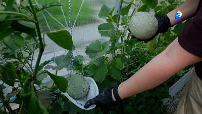 Миасские садоводы демонстрируют щедрые плоды летнего сезона