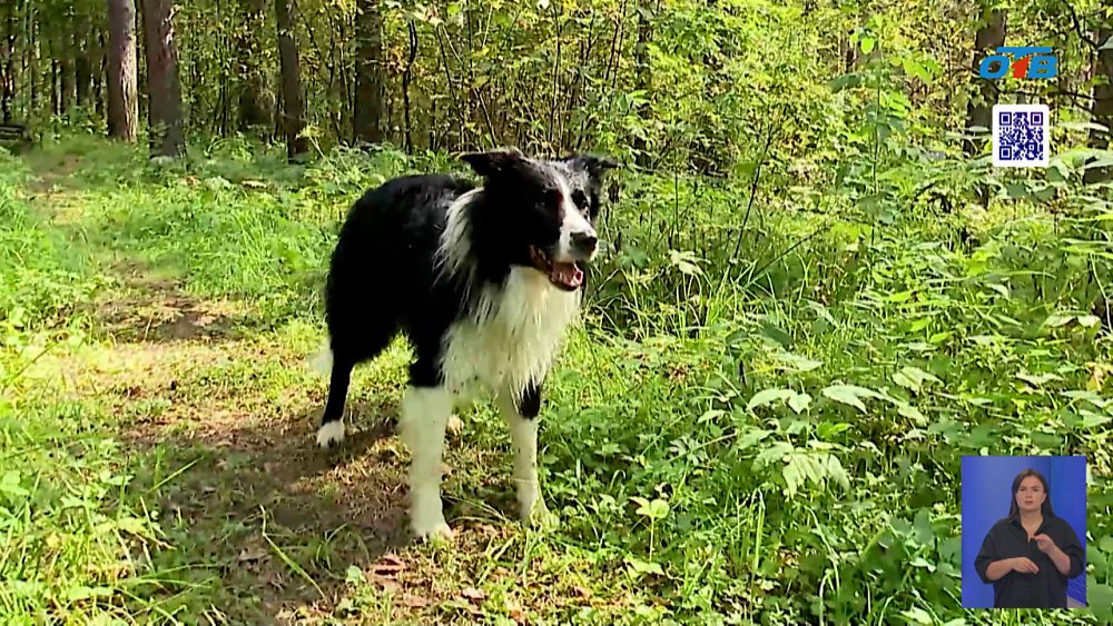 В Сатке проходят соревнования кинологов