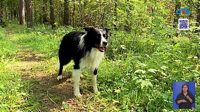В Сатке проходят соревнования кинологов