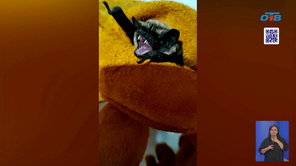 Летучие мыши атаковали квартиры челябинцев