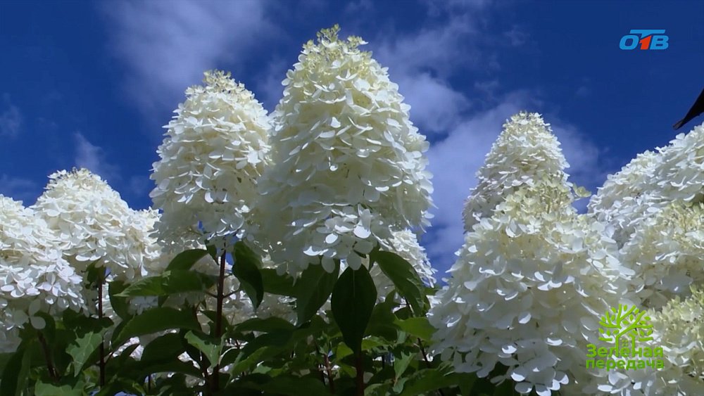 Сорт гортензии, с которым справится любой садовод