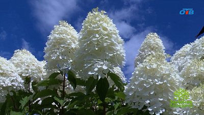 Сорт гортензии, с которым справится любой садовод