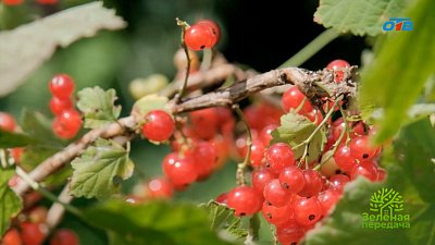 Красная смородина «Чулковская»