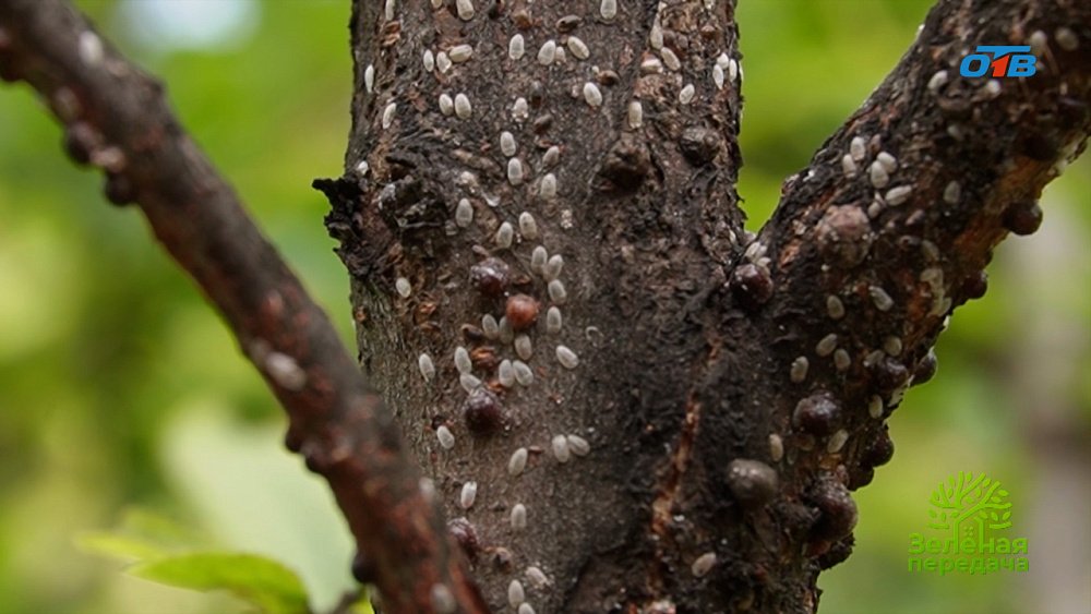 Как эффективно бороться со щитовкой в саду